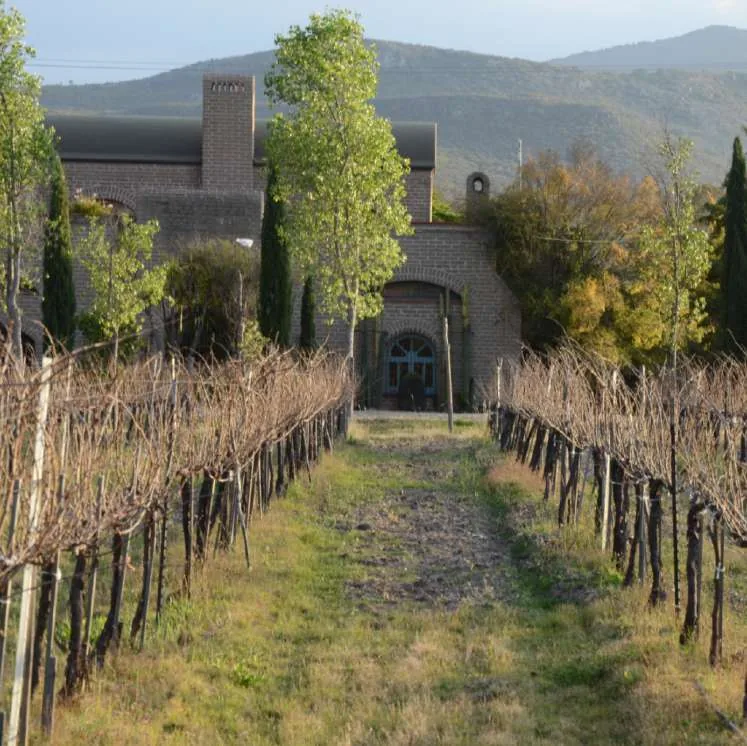 Viñedo Dos Búhos, imagen 2